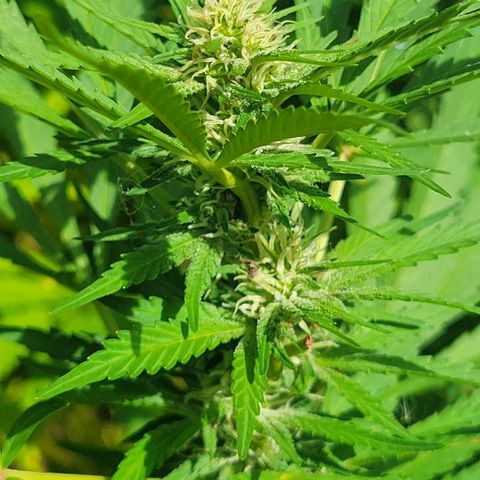 Afghan Hash Plant growlog timeline photo