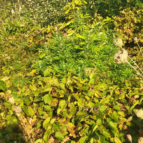 Afghan Hash Plant growlog timeline photo