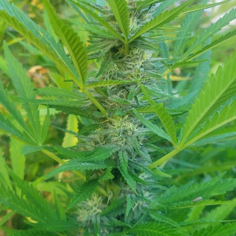 Afghan Hash Plant growlog timeline photo