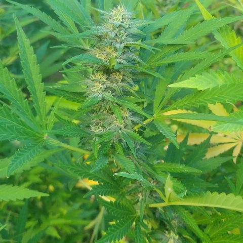 Afghan Hash Plant growlog timeline photo