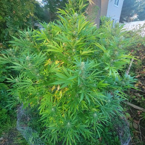 Afghan Hash Plant growlog timeline photo