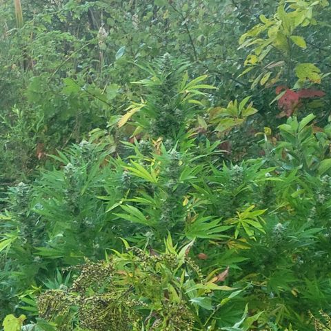 Afghan Hash Plant growlog timeline photo