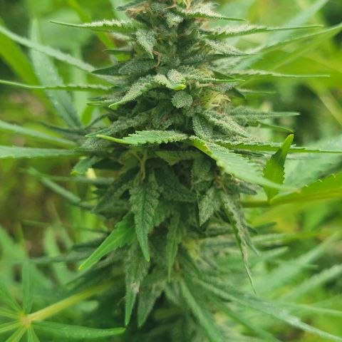 Afghan Hash Plant growlog photo: Second year growing and second time with this strand. Just a amazing plant. 