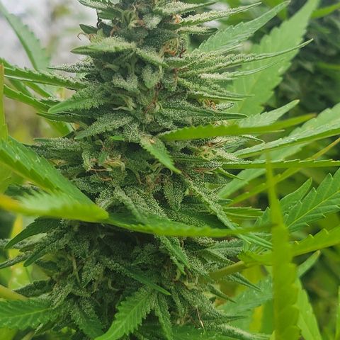 Afghan Hash Plant growlog photo: Second year growing and second time with this strand. Just a amazing plant. 