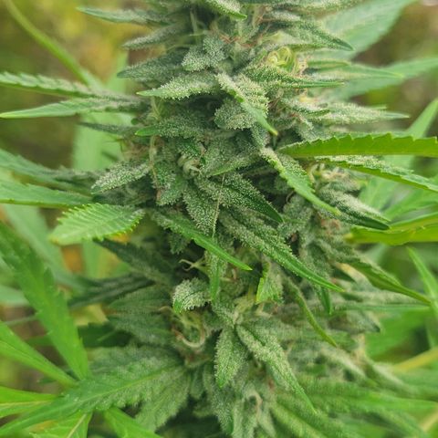 Afghan Hash Plant growlog photo: Second year growing and second time with this strand. Just a amazing plant. 