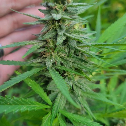 Afghan Hash Plant growlog photo: The best time of the year!