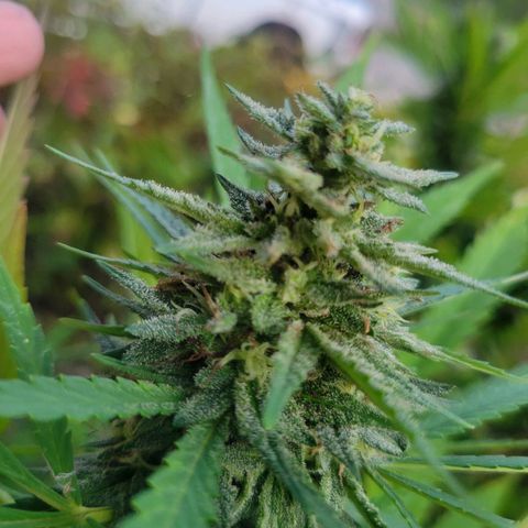 Afghan Hash Plant growlog photo: The best time of the year!