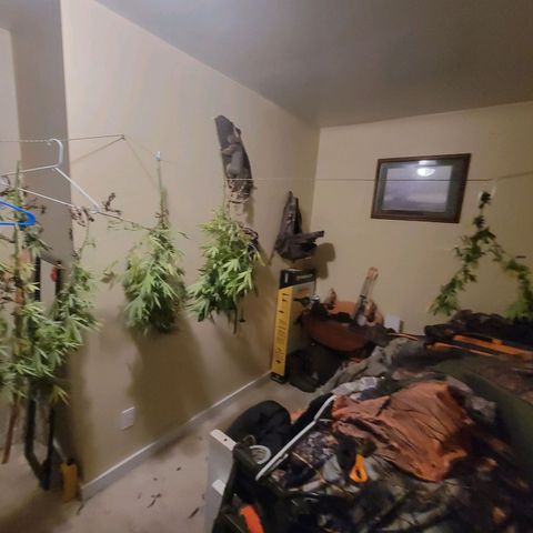 Afghan Hash Plant growlog photo: The best time of the year!