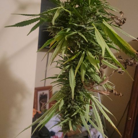 Afghan Hash Plant growlog photo: The best time of the year!