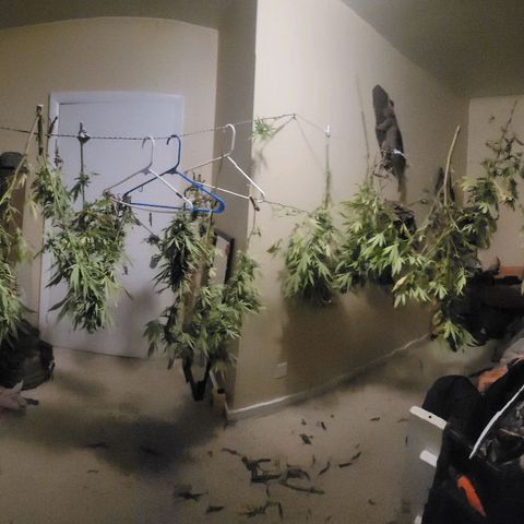 Afghan Hash Plant growlog photo: The best time of the year!
