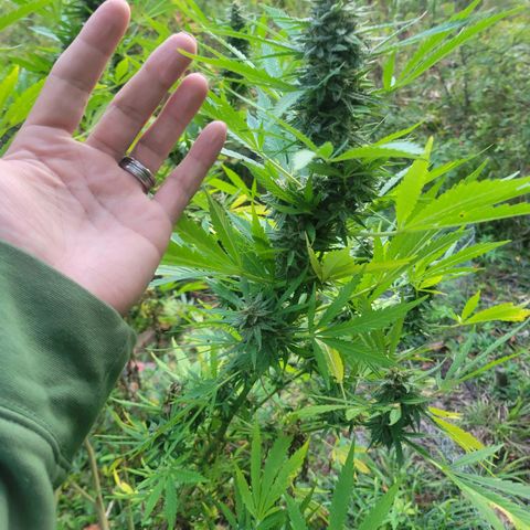 Afghan Hash Plant growlog photo: The best time of the year!