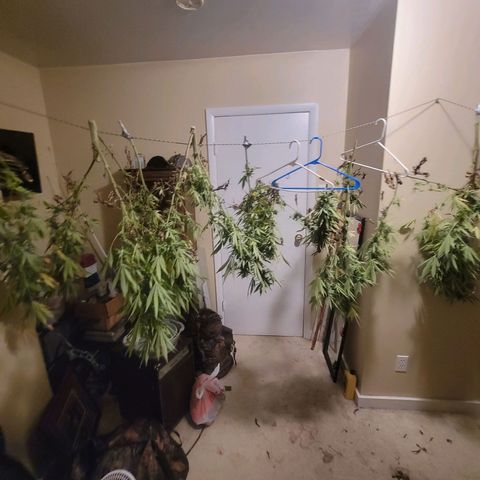 Afghan Hash Plant growlog photo: The best time of the year!