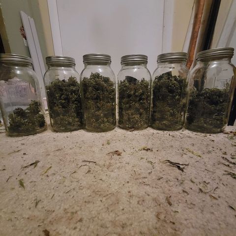 Afghan Hash Plant growlog timeline photo