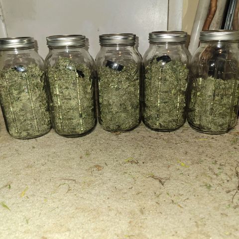 Afghan Hash Plant growlog timeline photo