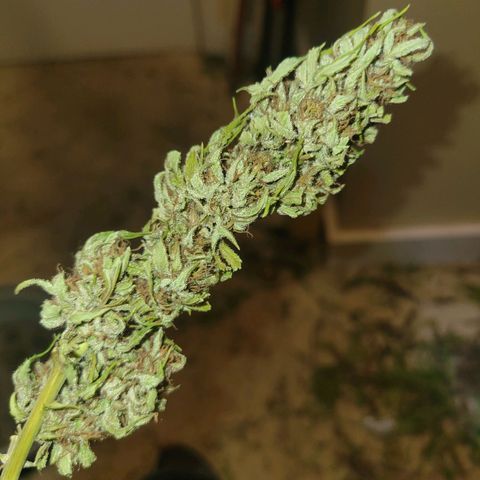Afghan Hash Plant growlog timeline photo