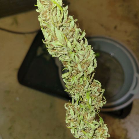 Afghan Hash Plant growlog timeline photo