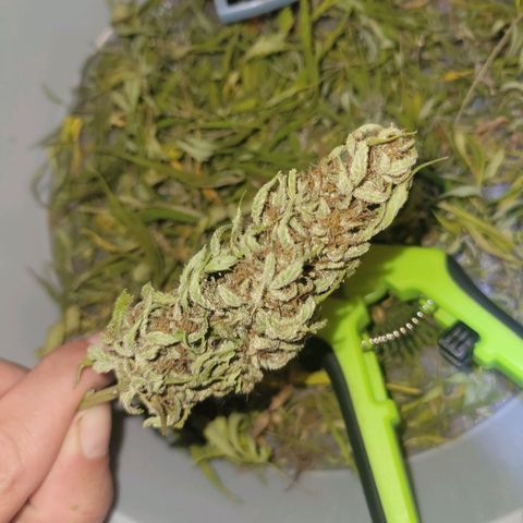 Afghan Hash Plant growlog timeline photo