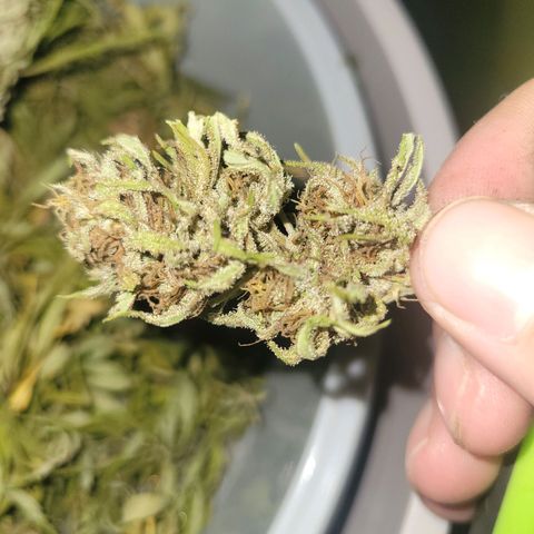 Afghan Hash Plant growlog timeline photo