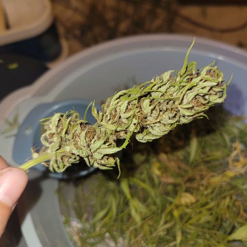 Afghan Hash Plant growlog timeline photo