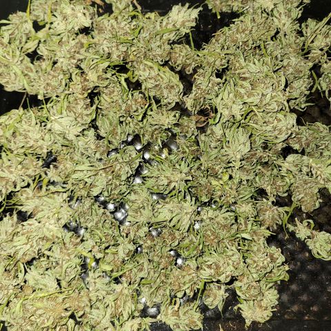 Afghan Hash Plant growlog timeline photo
