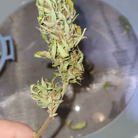 Afghan Hash Plant growlog timeline photo