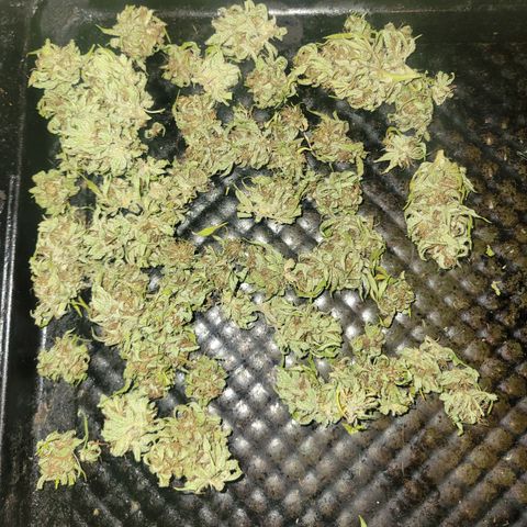 Afghan Hash Plant growlog timeline photo