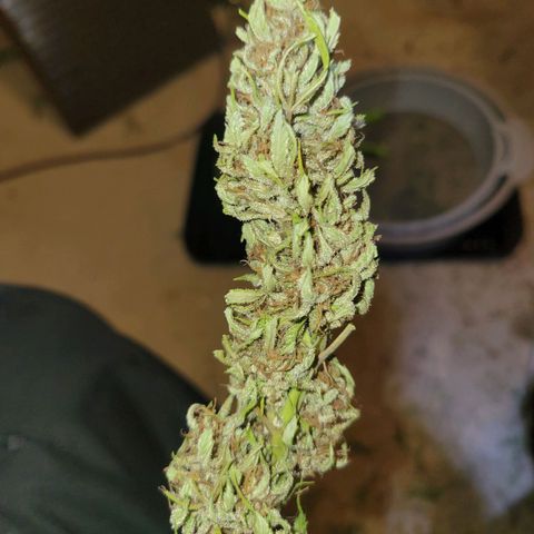 Afghan Hash Plant growlog timeline photo