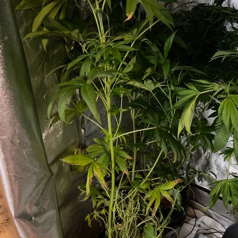 Mukbang  growlog timeline photo