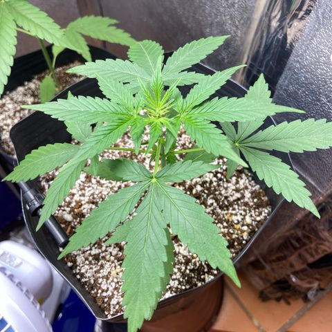 Amnésia Bubba growlog timeline photo
