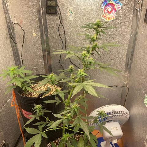 Amnésia Bubba growlog photo: Linda 
Fiz desfoliação 