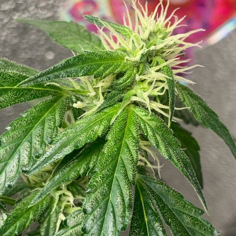 Amnésia Bubba growlog photo: Linda vamos engordar