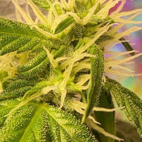 Amnésia Bubba growlog photo: Linda vamos engordar