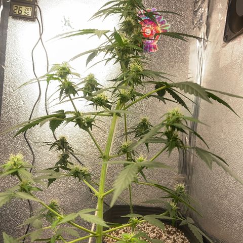 Amnésia Bubba growlog timeline photo