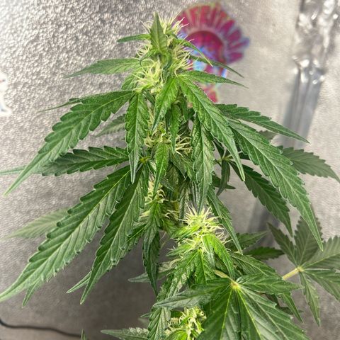 Amnésia Bubba growlog timeline photo