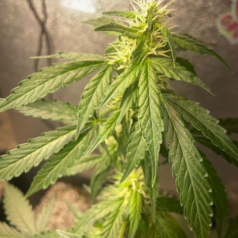Amnésia Bubba growlog timeline photo