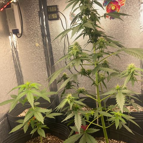 Amnésia Bubba growlog timeline photo