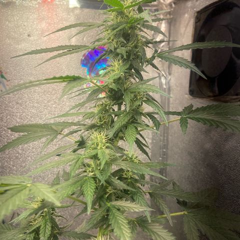 Amnésia Bubba growlog timeline photo