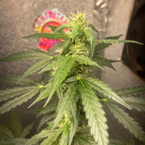 Amnésia Bubba growlog timeline photo