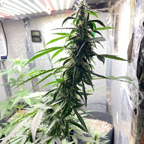 Amnésia Bubba growlog timeline photo