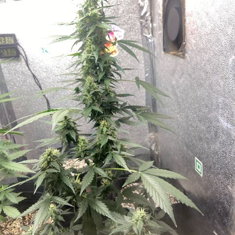 Amnésia Bubba growlog timeline photo
