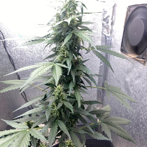 Amnésia Bubba growlog timeline photo