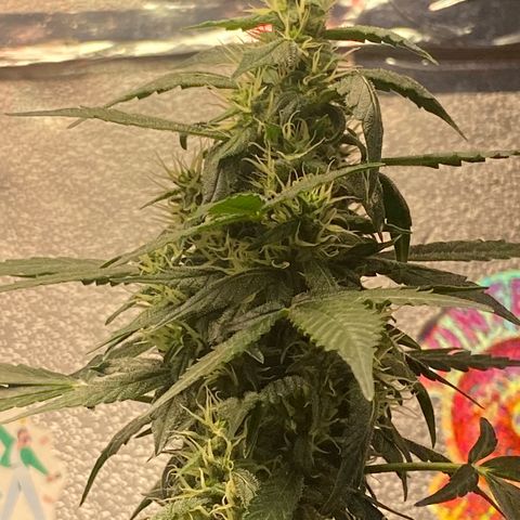 Amnésia Bubba growlog photo: Top bud
