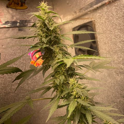 Amnésia Bubba growlog timeline photo