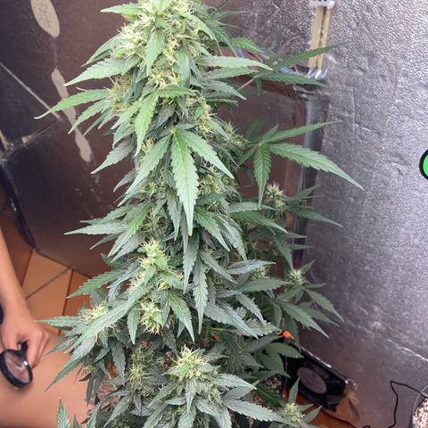 Amnésia Bubba growlog photo: Vou fazer a última rega só com pó de rochas e cortar o fert