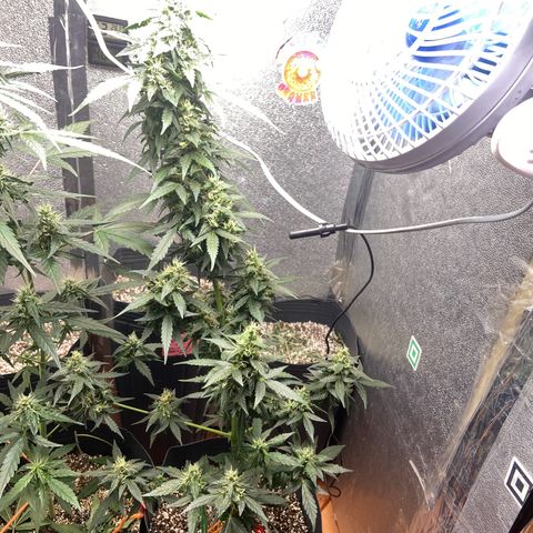 Amnésia Bubba growlog photo: Vou fazer a última rega só com pó de rochas e cortar o fert