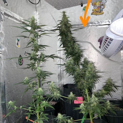 Amnésia Bubba growlog photo: Vou fazer a última rega só com pó de rochas e cortar o fert