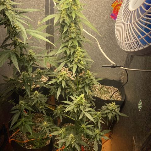 Amnésia Bubba growlog photo: Vou fazer a última rega só com pó de rochas e cortar o fert