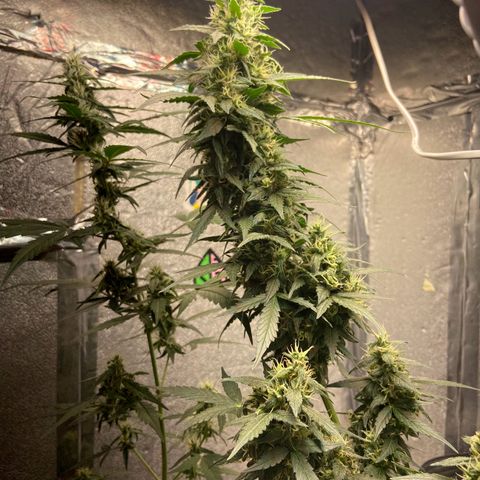 Amnésia Bubba growlog photo: Vou fazer a última rega só com pó de rochas e cortar o fert