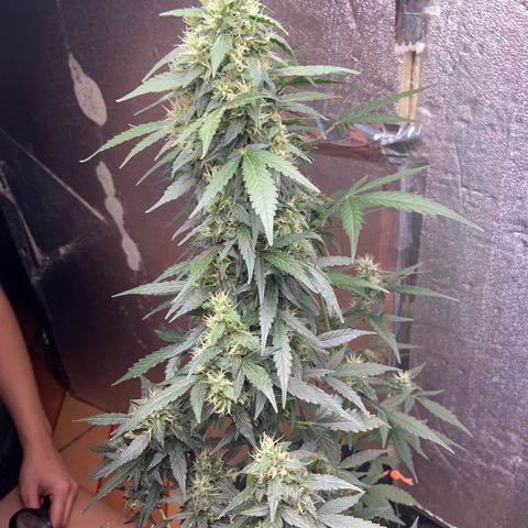 Amnésia Bubba growlog photo: Vou fazer a última rega só com pó de rochas e cortar o fert