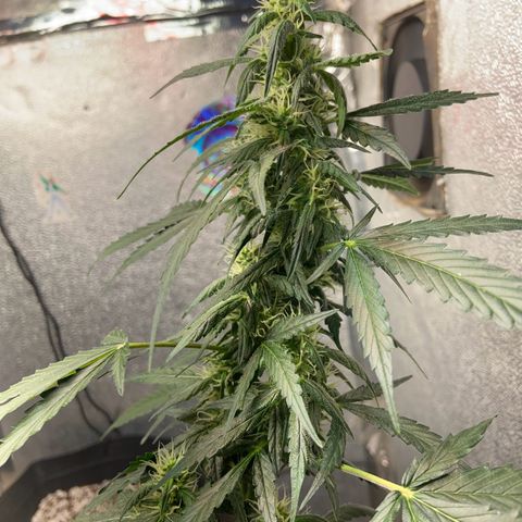 Amnésia Bubba growlog timeline photo